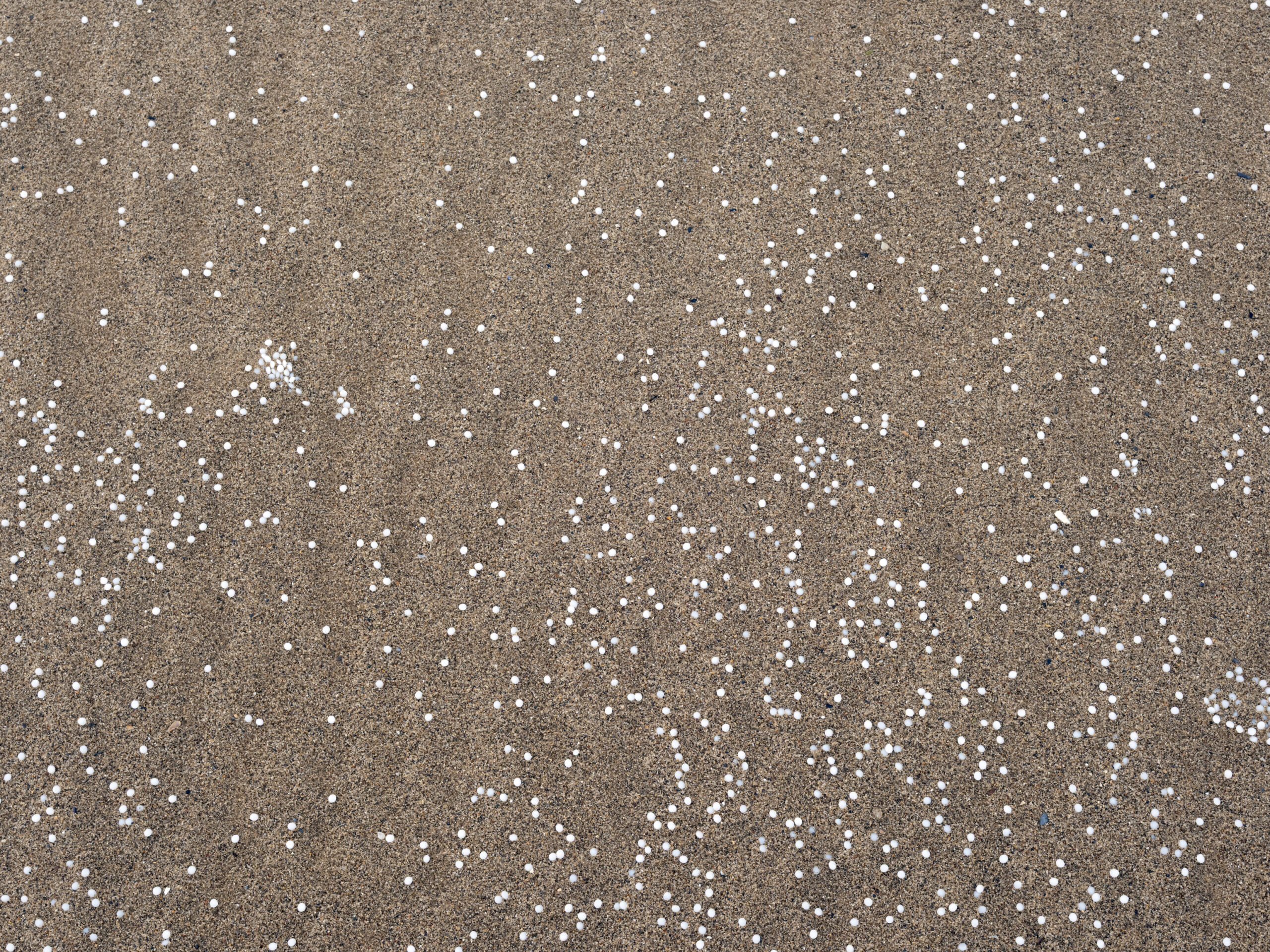 Plastic pellets in the water at the Port of Tyne